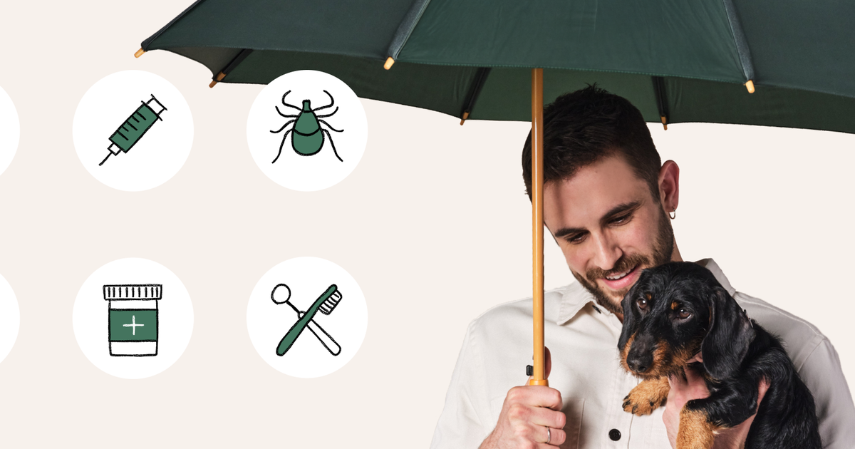 How Does Pet Insurance Work? Here’s Your Ultimate Guide • Lemonade How does pet insurance work for covering veterinary expenses?