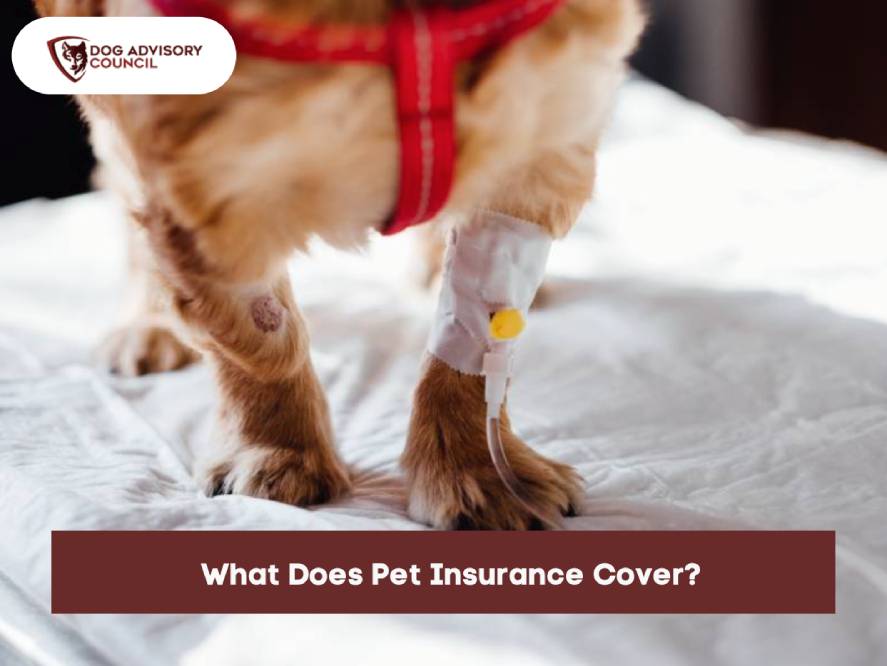 What Does Pet Insurance Cover? Get to Know the Basics How does pet insurance work for covering veterinary expenses?
